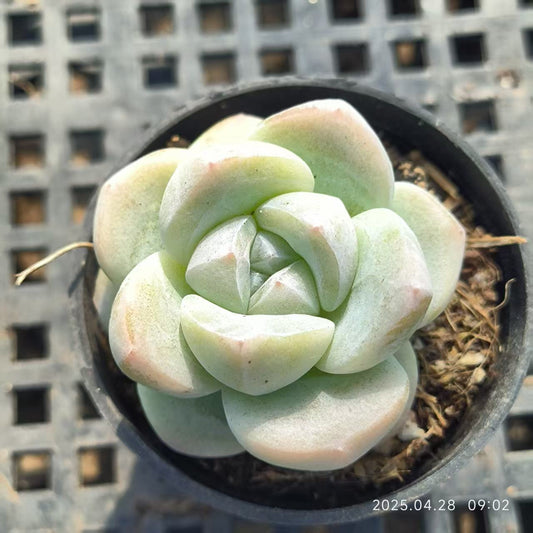 HBY022 アイスグリーン (5cm pot)