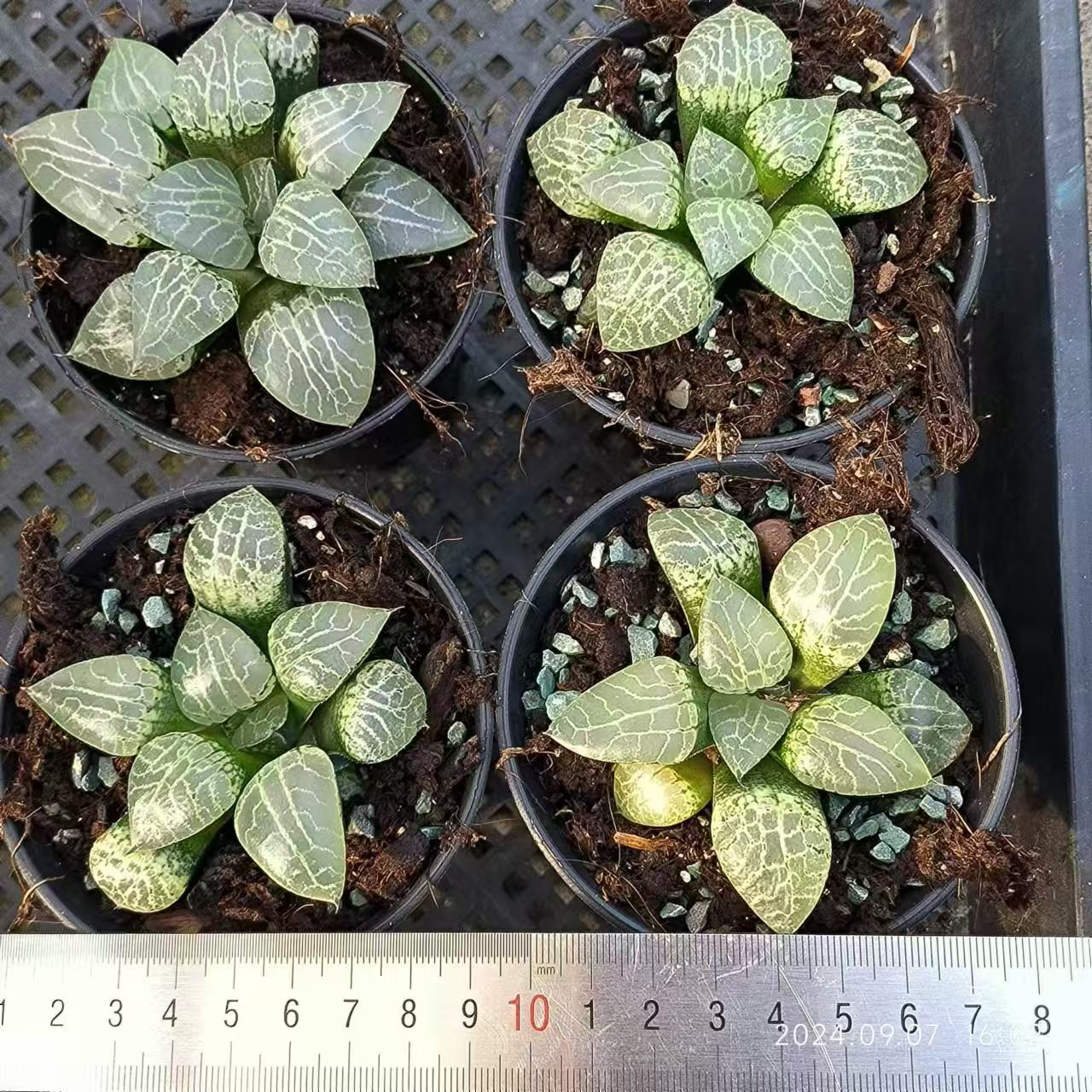 13144 水晶 スイショウ