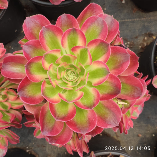 YF057 ウィッチ（魔女）（17cm pot）