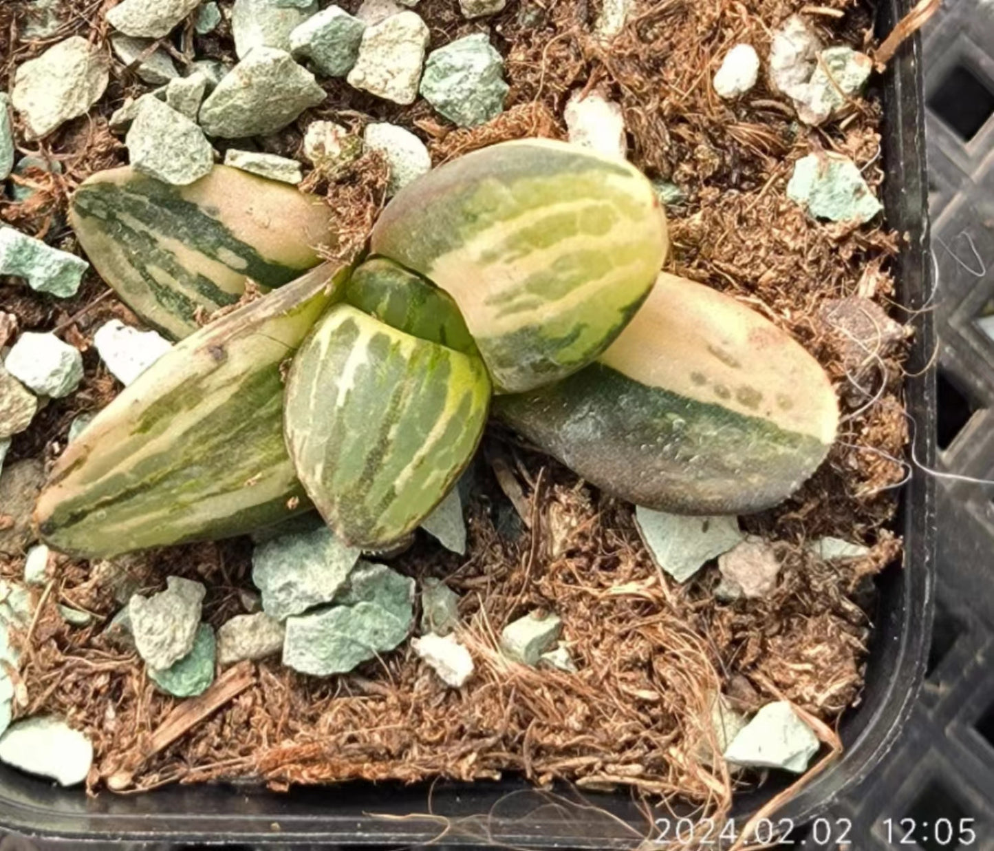 7355 スプリングボクプラケンシス錦