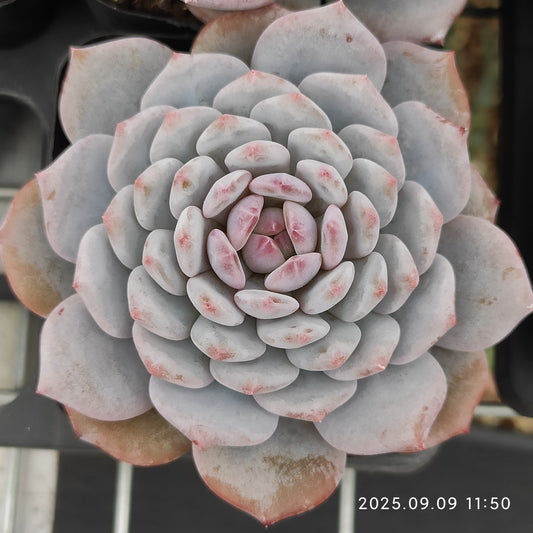 MMT845 スター　モンロー（7cm pot）