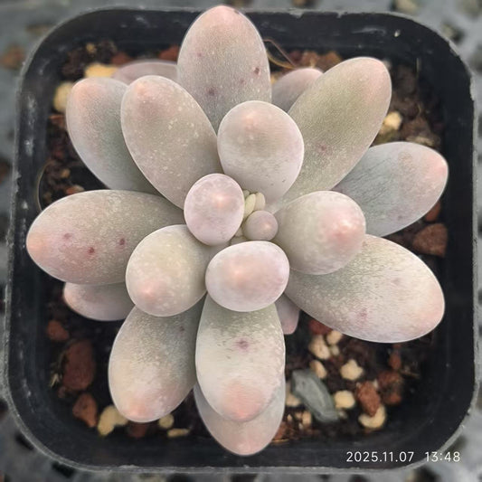 20612 オレンジスノーボール（6.5cm pot）