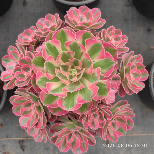 THH042 アエオニウム　ウィッチ（18cm pot）