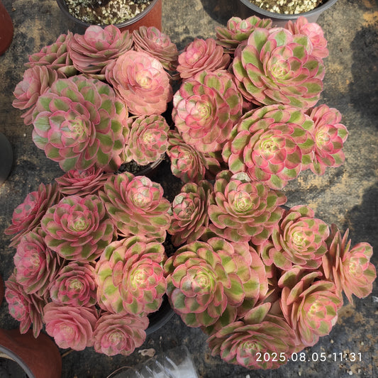 LXX006 ミリオン　ワイト（14cm pot）