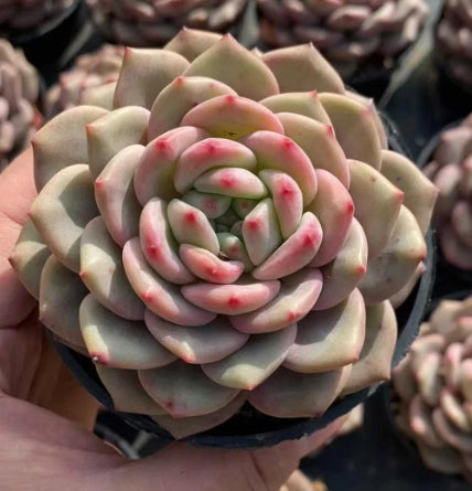 BL1696 アリエル (9cm)