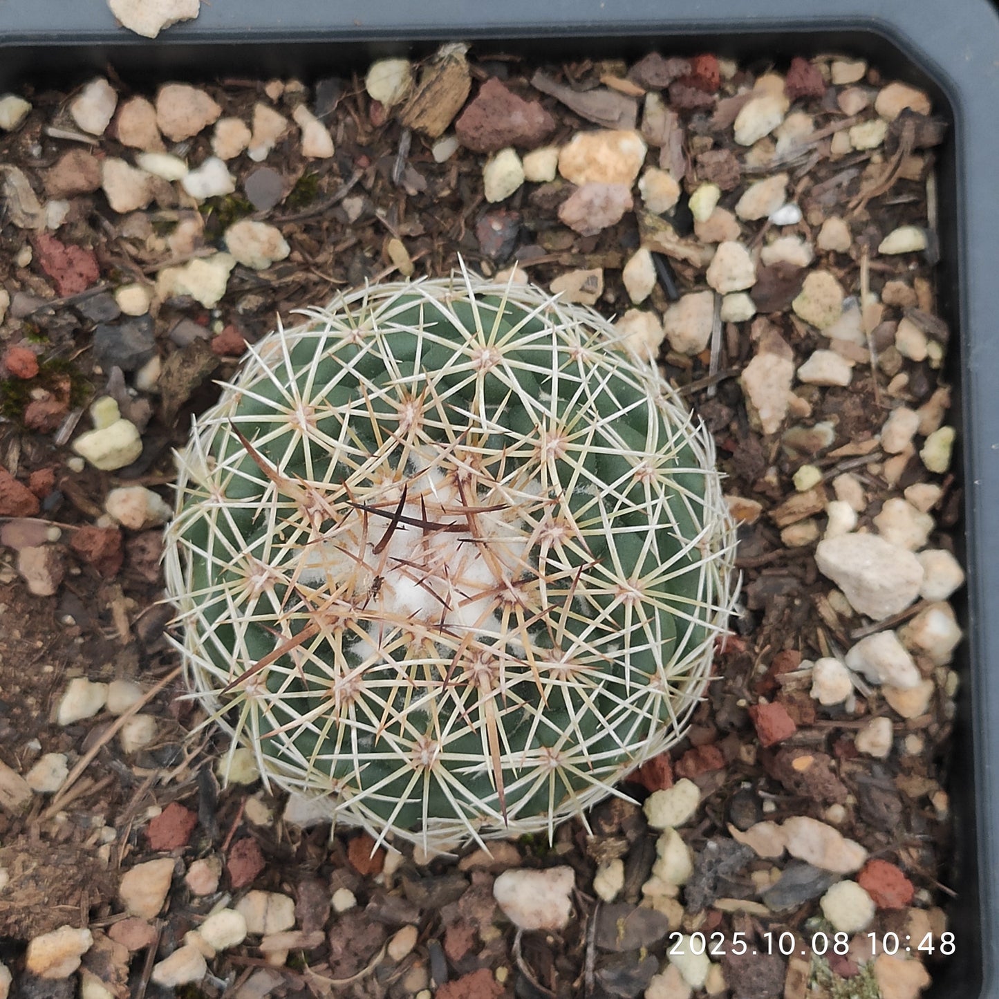 DMC063 コリファンタ　コンパクタ（9cm pot）