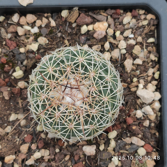 DMC063 コリファンタ　コンパクタ（9cm pot）