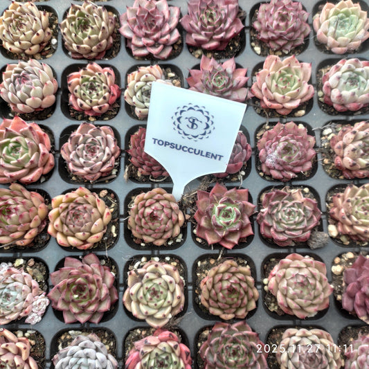 22402 ブラックナイト Hyb（3cm pot）（ポット苗）