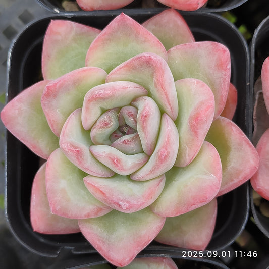 QN348 アマビレ(7cm pot)