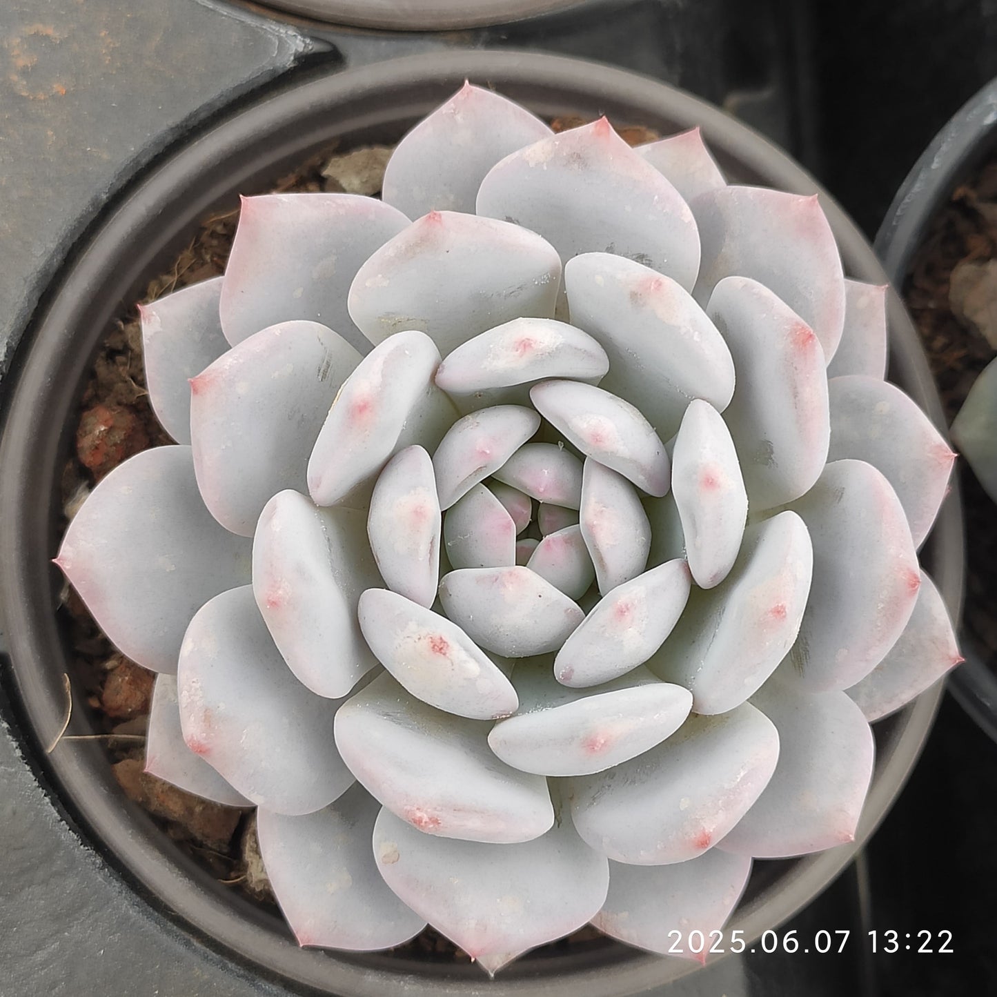 MMY608 ジェイドモンロー （9cm pot）
