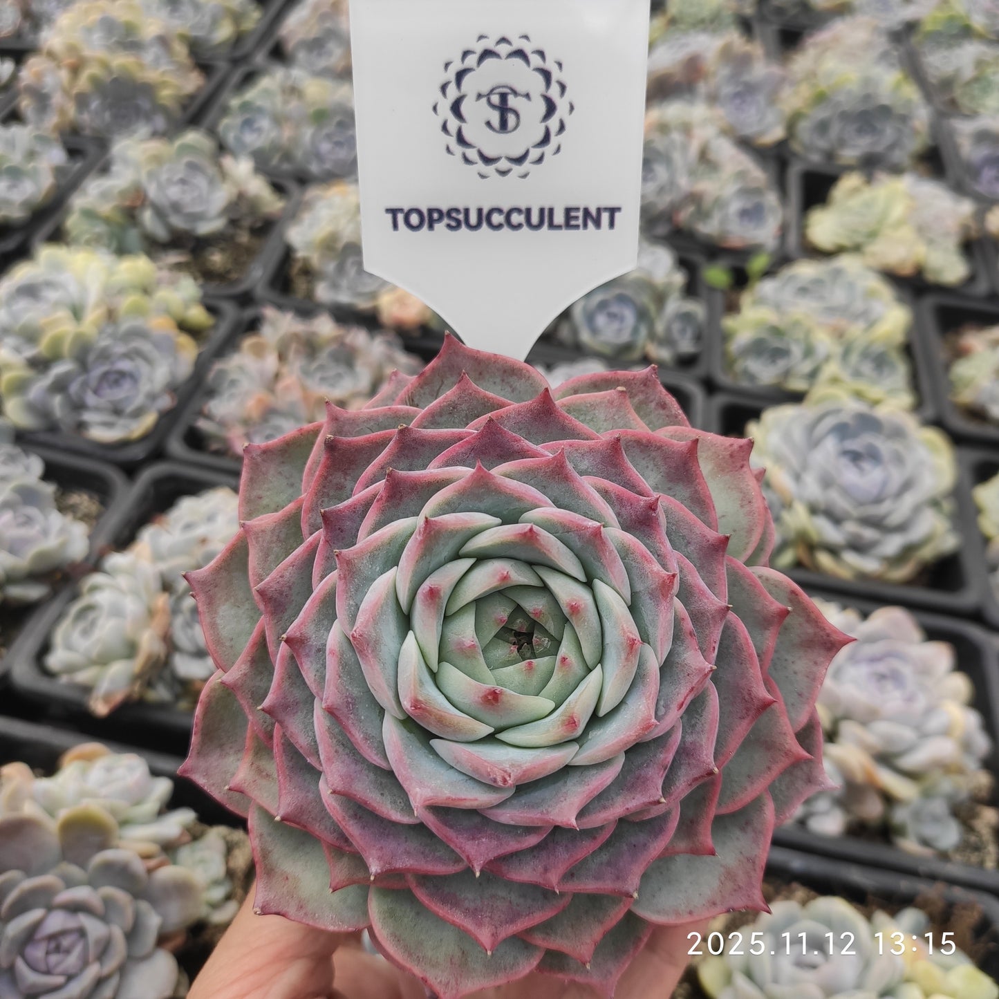 22518  アローン　スター x ピンク　クリスタル　ローズ（9cm pot）