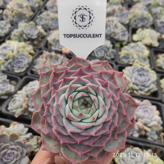 22518  アローン　スター x ピンク　クリスタル　ローズ（9cm pot）