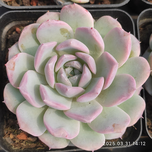 DWZ178 モンロー Hyb（6cm pot）