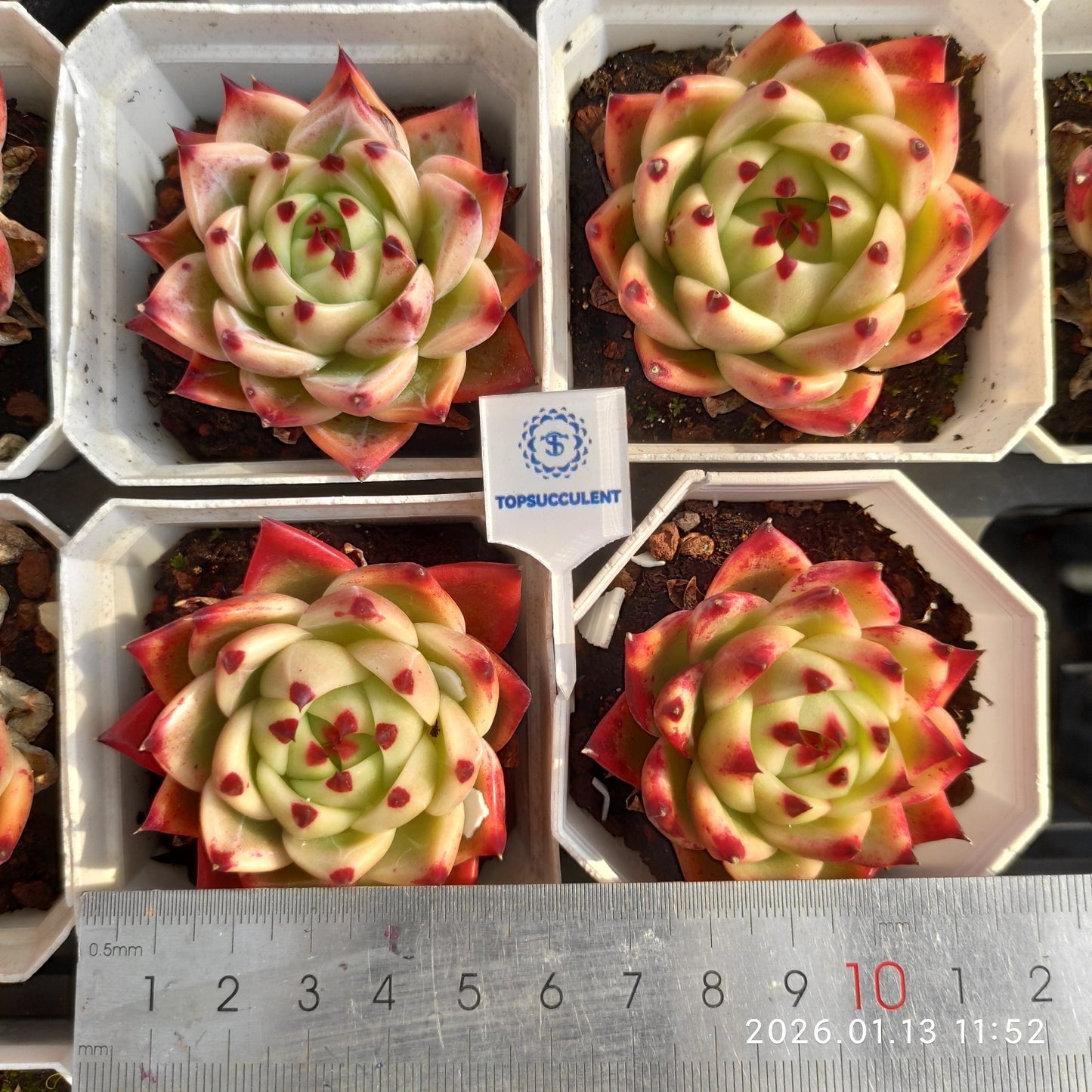 80516 ブルードラゴン