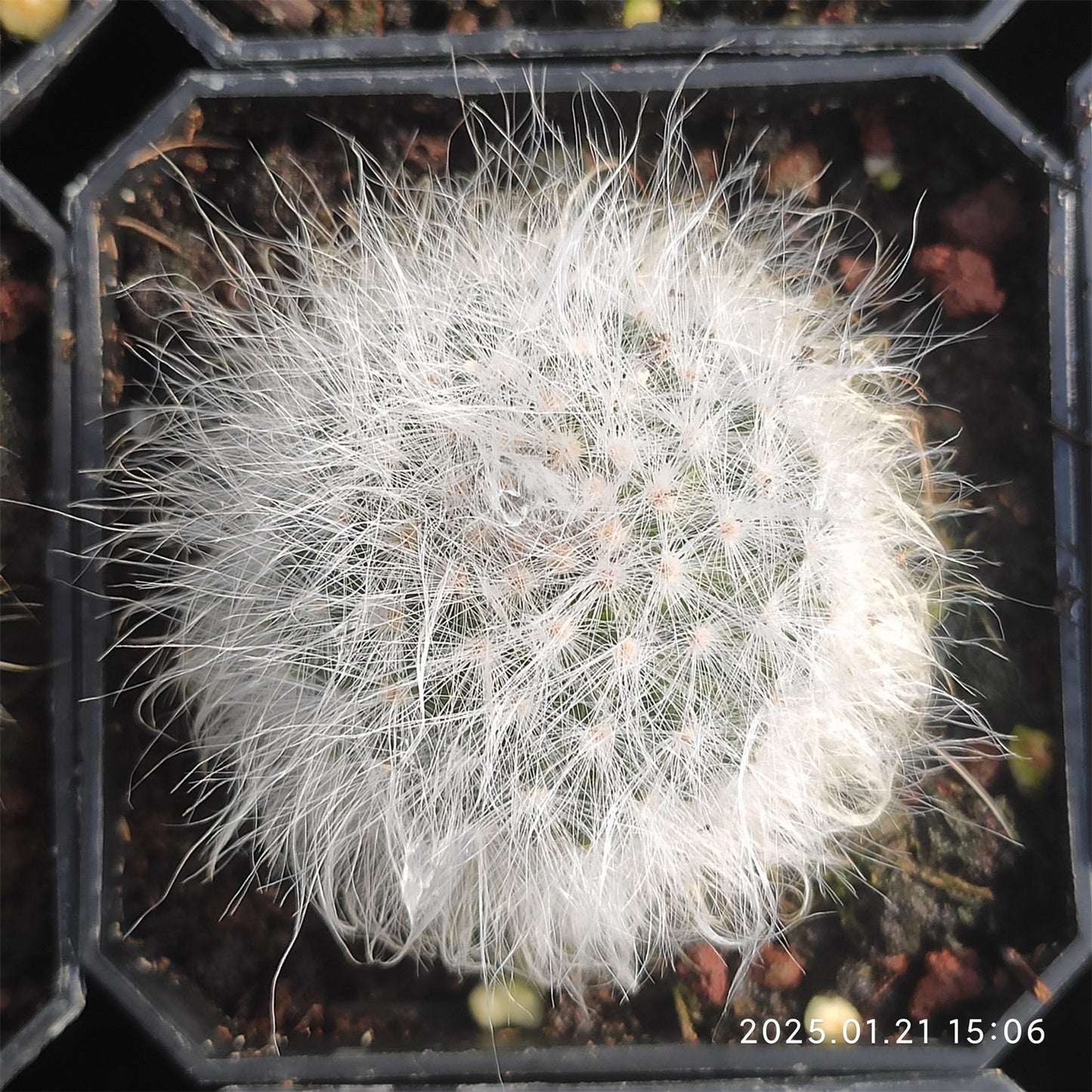 ZL424 月光殿（5cm pot）