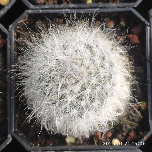 ZL424 月光殿（5cm pot）