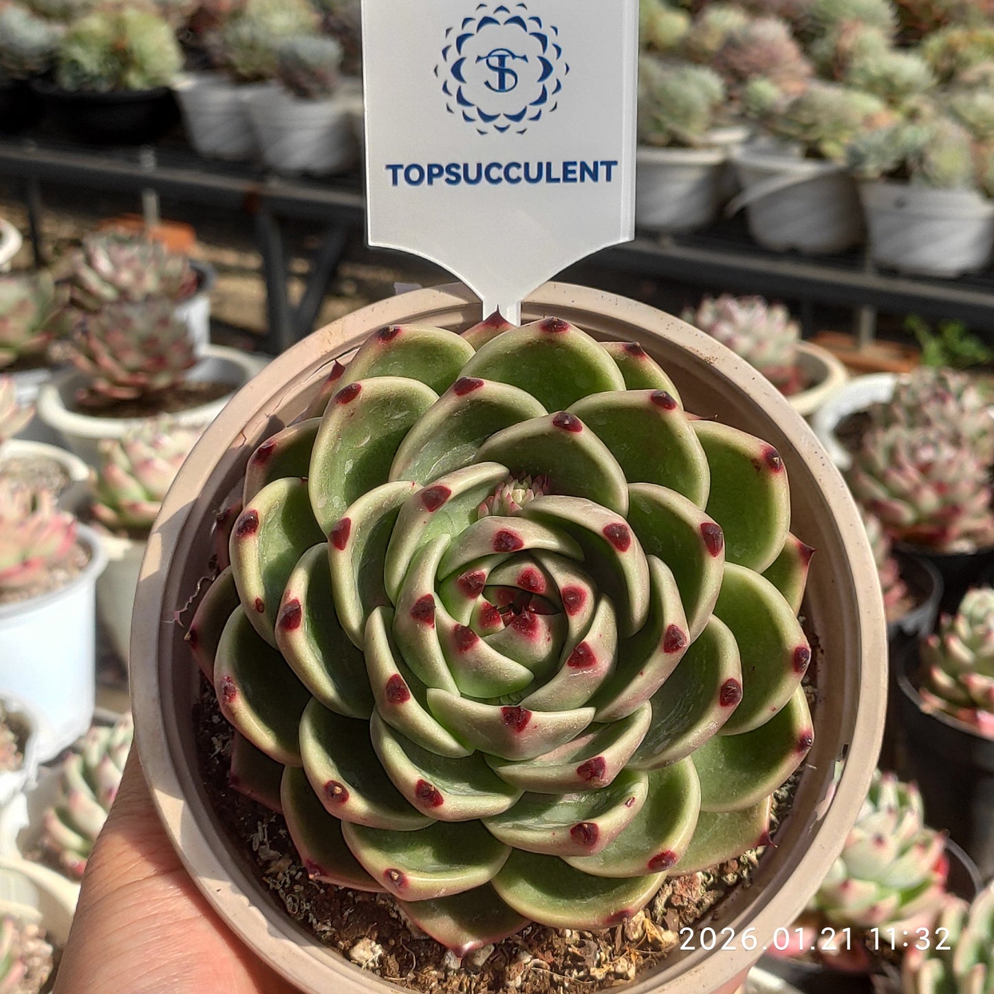 18610 ブルードラゴン