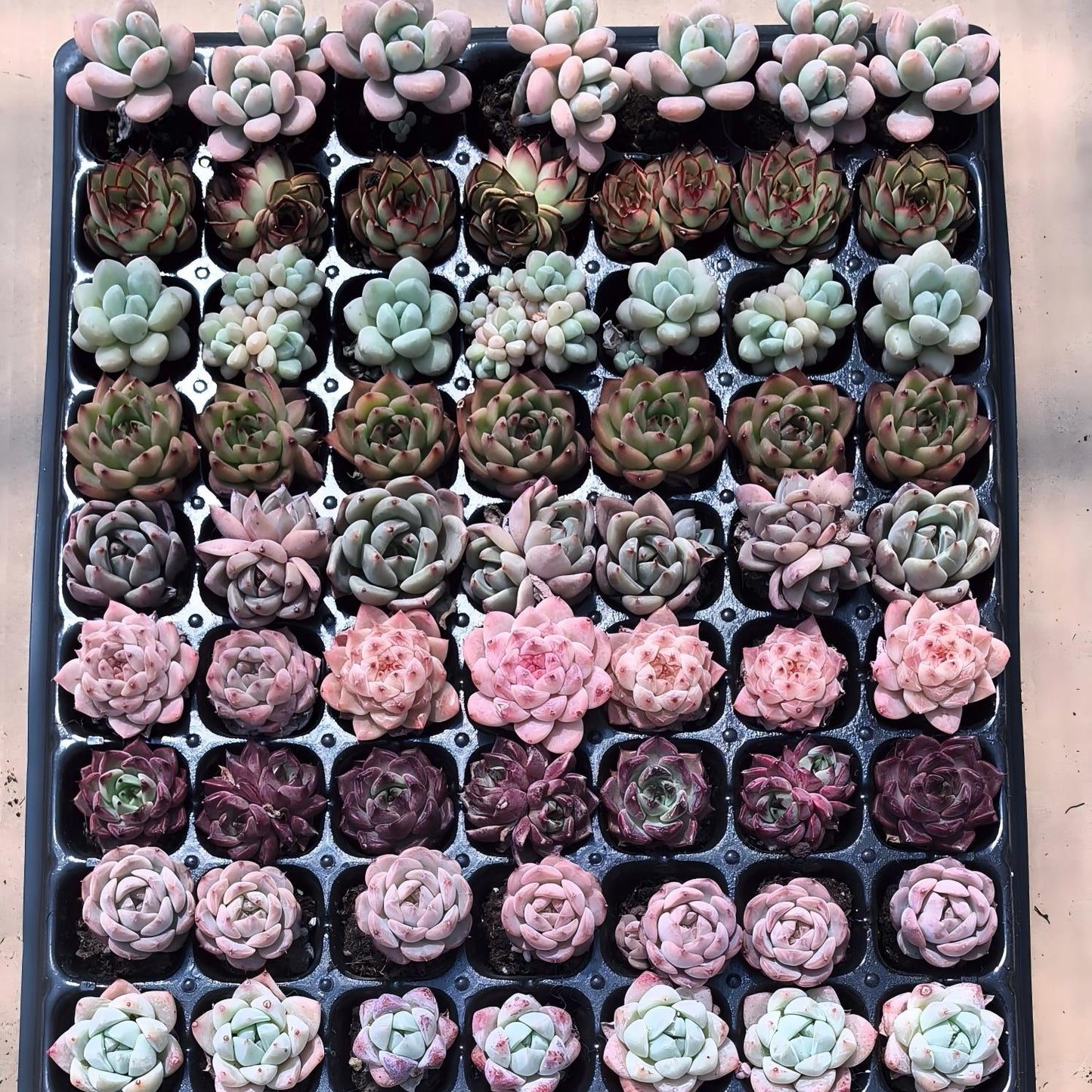105穴鍼灸プレートの組み合わせ 19
