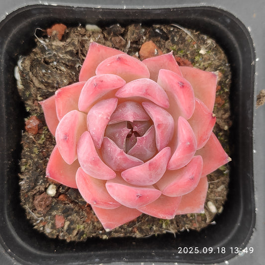 LMM362 キャンティクル(6.5cm pot)