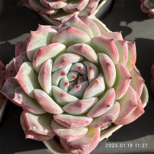NGN620 レドバッド　フェアリー(7cm pot)