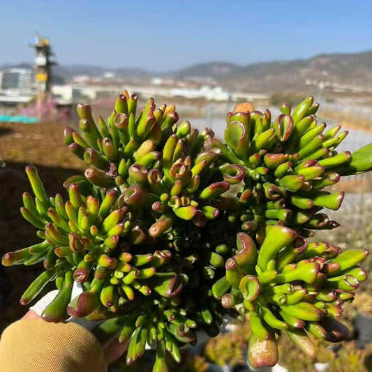 361172 クラッスラ　オブリくア　ゴルム