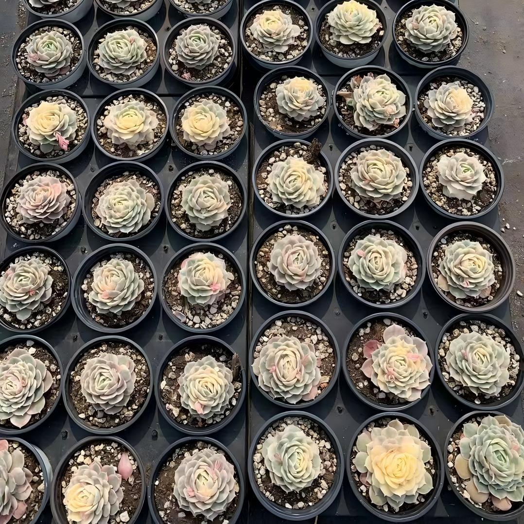 24876 オンスロー錦