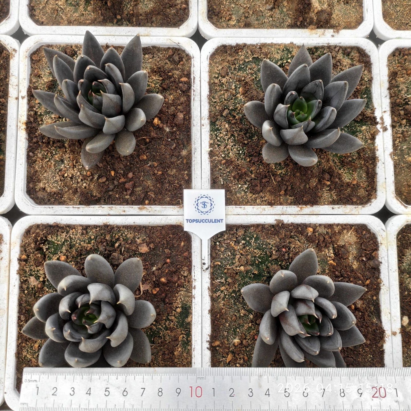 361622 ダークナイト