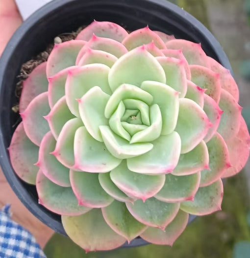 BL1642 メロン（9cm pot)