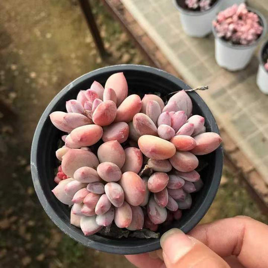 T26459 フレベル　ビューティー