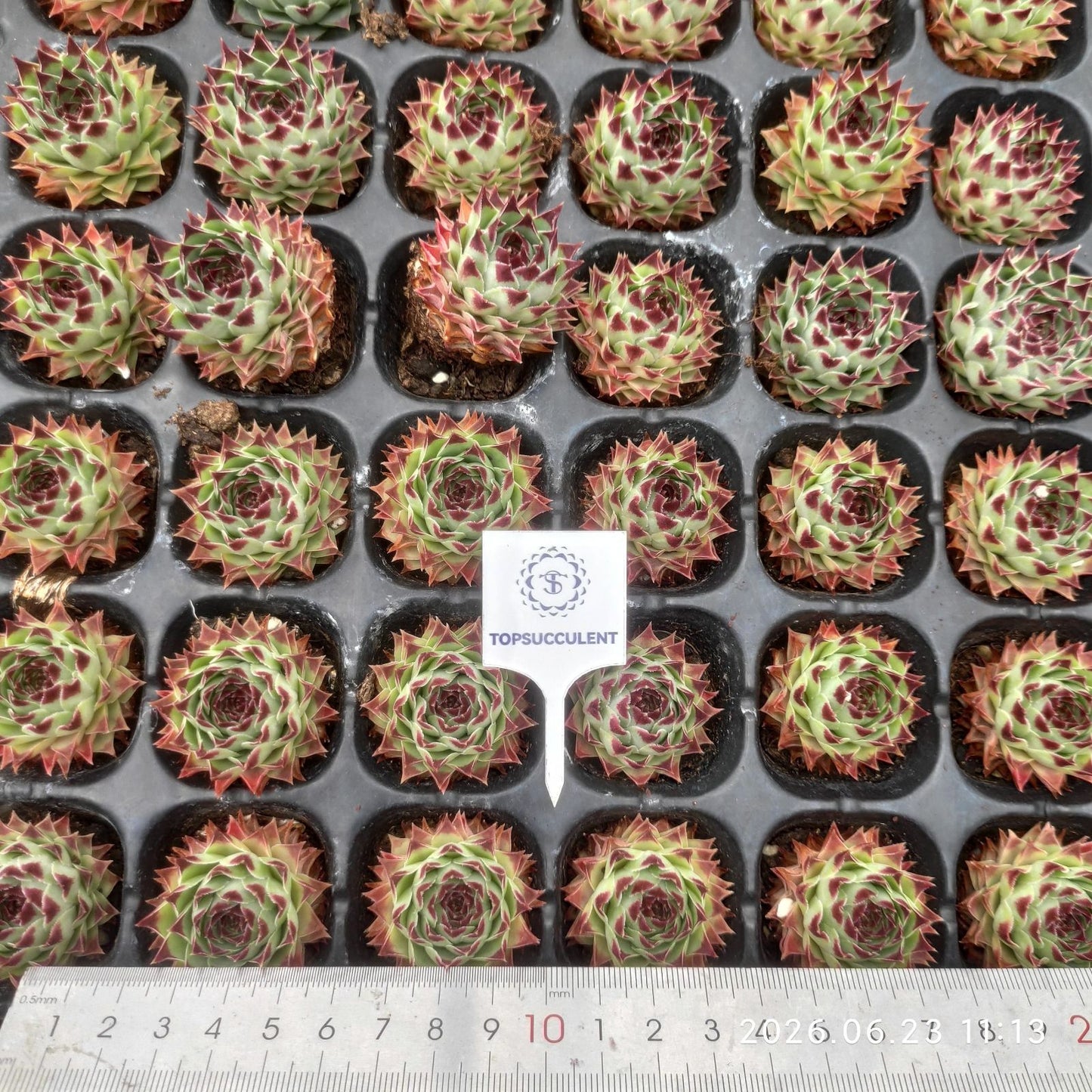 23930 テクトラム　ssp.　カルカレウム