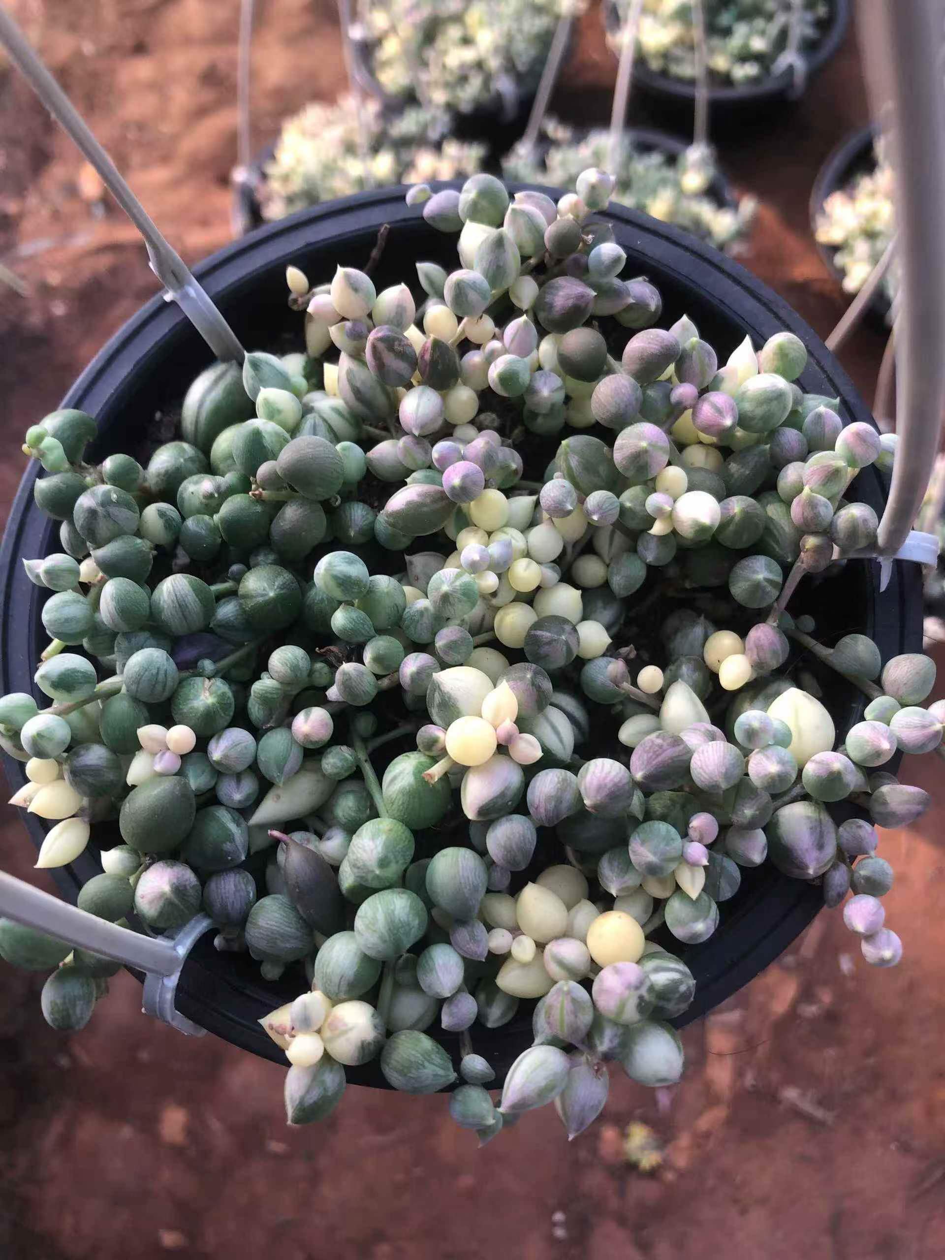 セネシオ – Top Succulent®