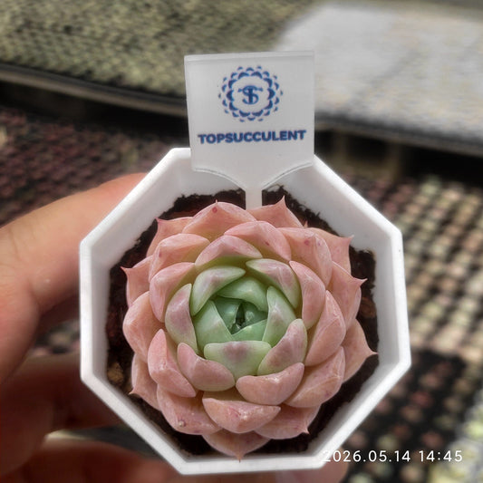 360545 ヘレナ