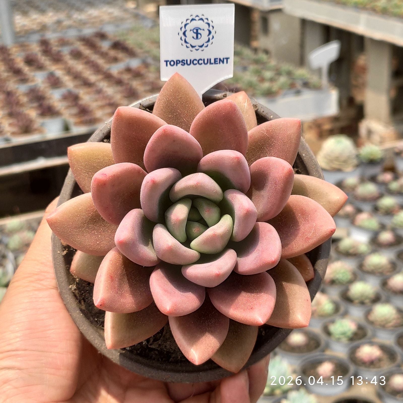 ベーシック 単頭 20260423 – Top Succulent®