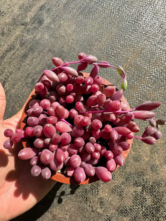 264539 オトンナ カペンシス