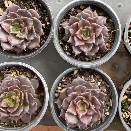 22341 ブラックマディバ（9cm pot）