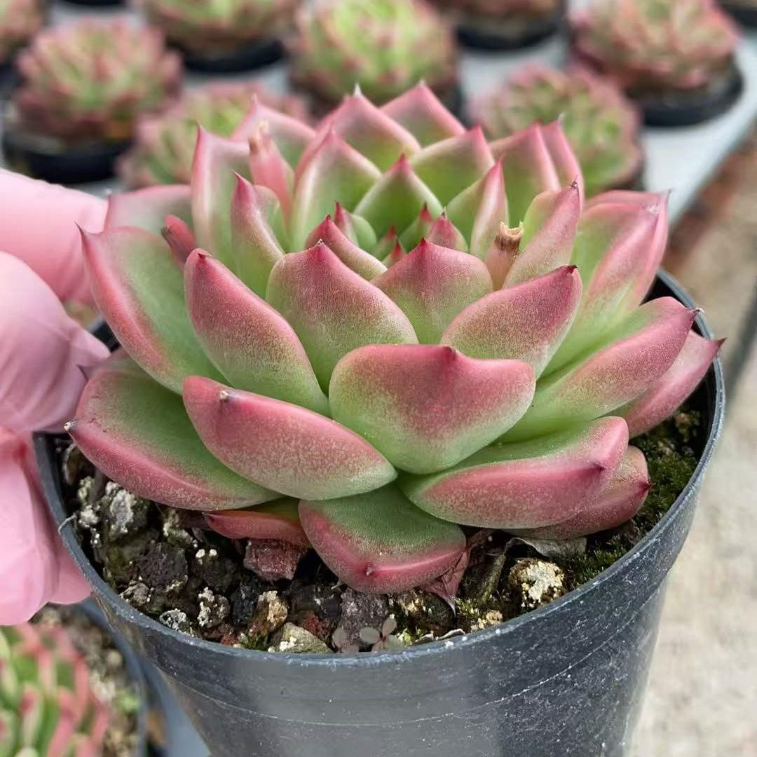362335 レッド ジュエル