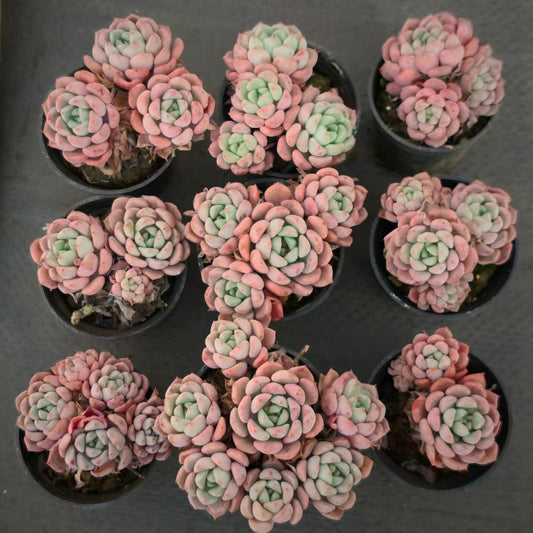 26227 マッチメーカー