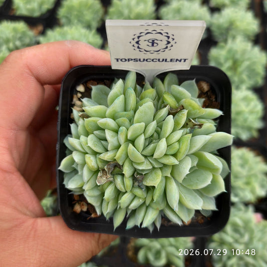 363584 ヒューミリス