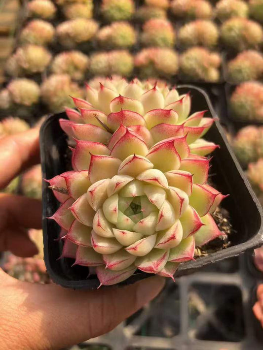 T26422 ライン　クィーン