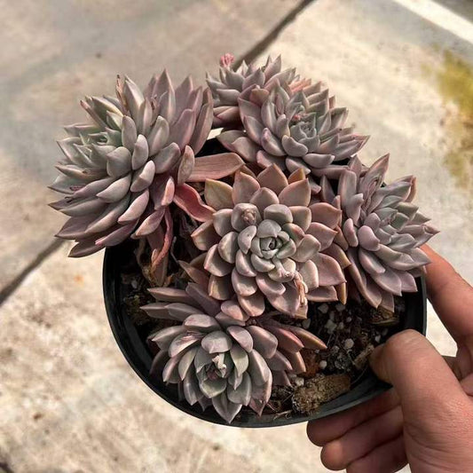 T26454 ブラッドムーン錦