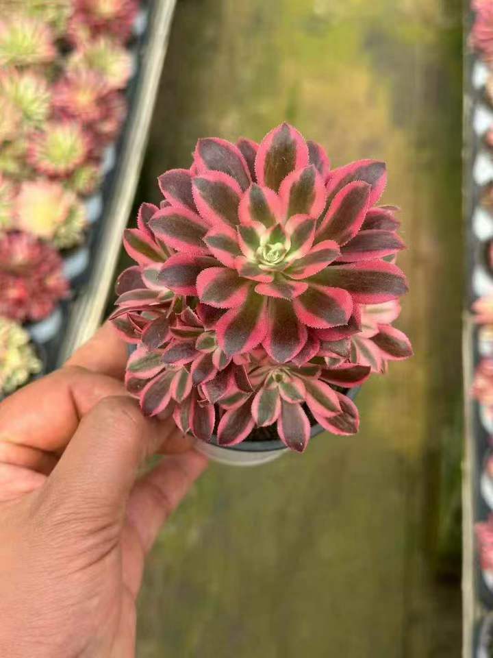 263711 アエオニウム　ウィッチ錦