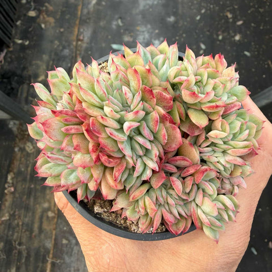 360712 グリーンドラゴン綴化