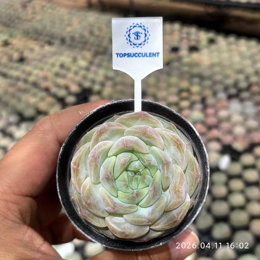 361508 フレッシュ グレープ