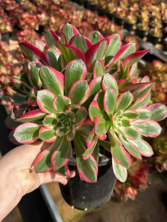 26592 アエオニウム　ウィッチ