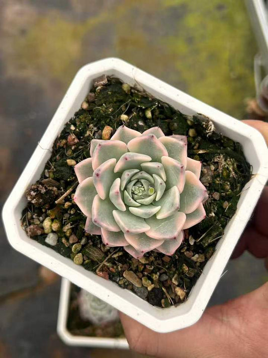 T26430 サラヒメ錦