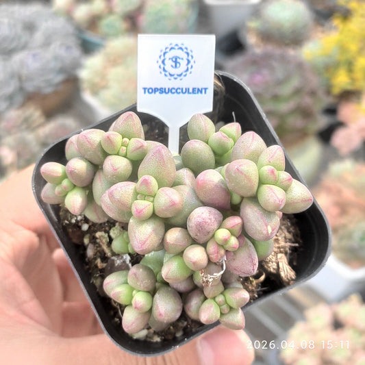 361365 エレガンス