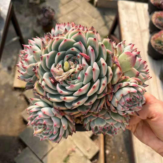 360032 チワワエンシス