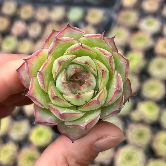 BL1990 エムラルド　クイーン（3cm pot）