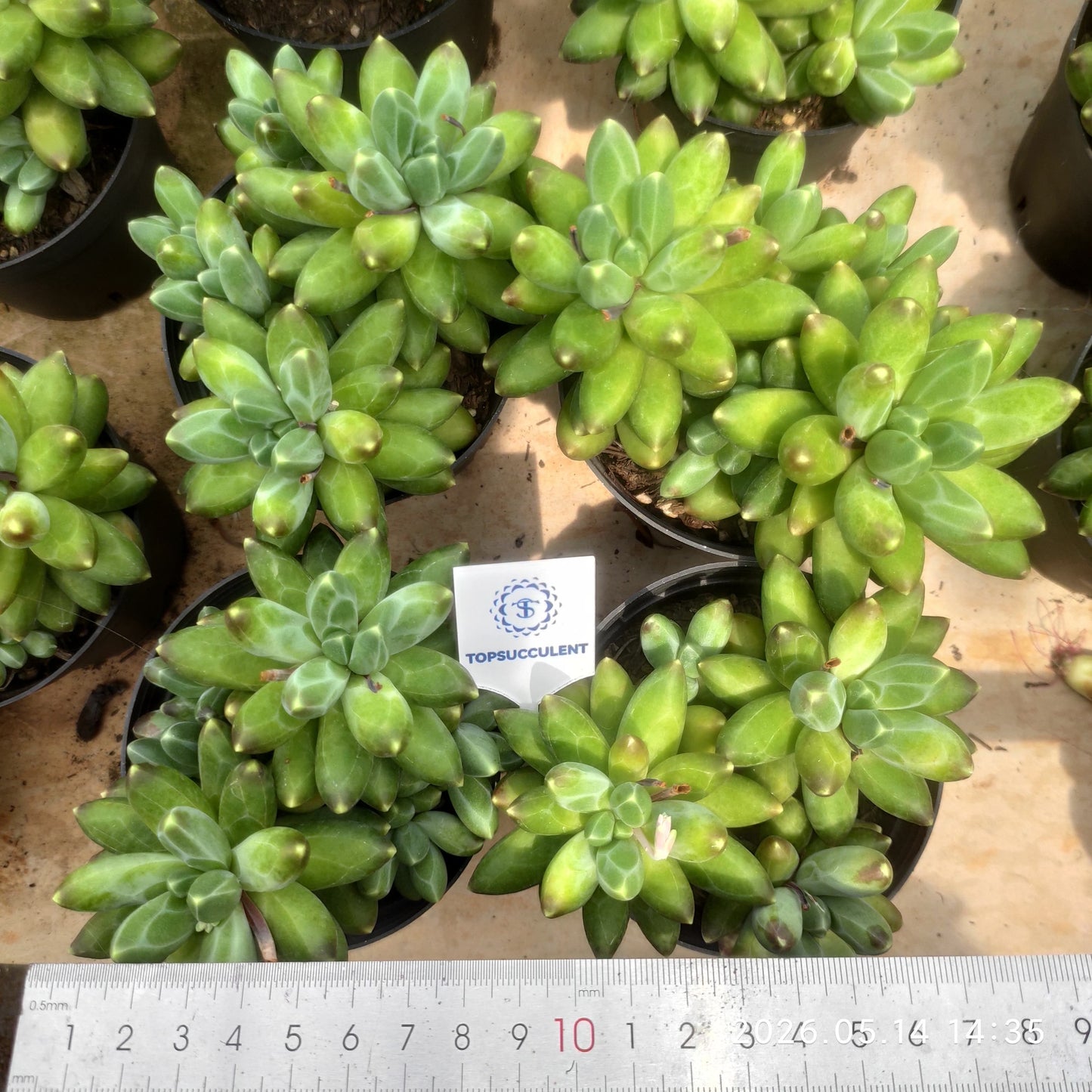 362424 コンパクタム