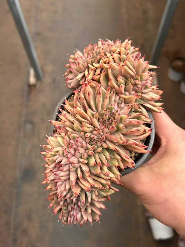 T26428 リップスティック錦綴化